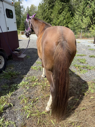 HorseID: 2299408 BDS RAFAEL - PhotoID: 1080611