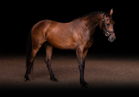 HorseID: 2299466 Ziveli* - PhotoID: 1084868