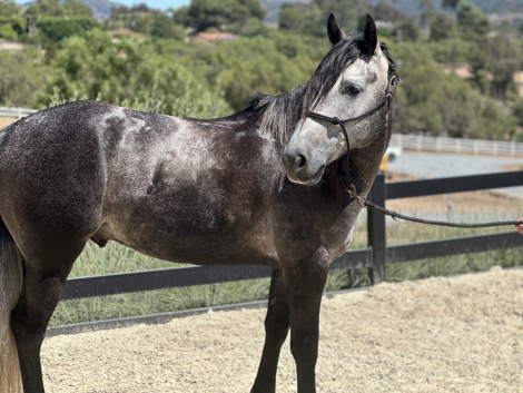 HorseID: 2299489 Leo - PhotoID: 1080736