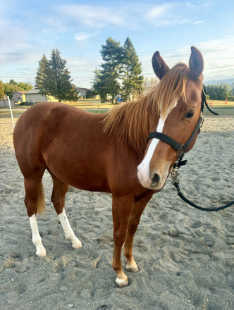 HorseID: 2299711 Nevadas Smokin Gun - PhotoID: 1080995