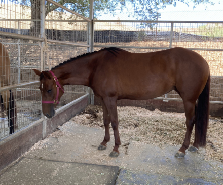 HorseID: 2299723 HOLLYWDSHINNBOUJECAT - PhotoID: 1084001