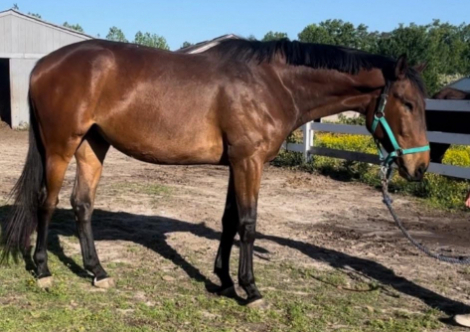 HorseID: 2299830 Promotion - PhotoID: 1084486