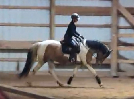 HorseID: 2299842 Johnny Be Good - PhotoID: 1085544