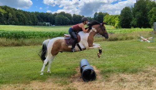 HorseID: 2299842 Johnny Be Good - PhotoID: 1085545