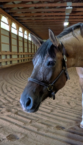 HorseID: 2299842 Johnny Be Good - PhotoID: 1085546