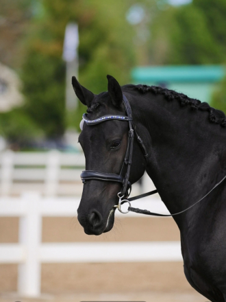 HorseID: 2299867 Freya (Triple F's Jax Ann) - PhotoID: 1081201