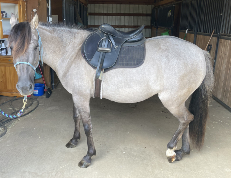 HorseID: 2299941 Appagata - PhotoID: 1084252