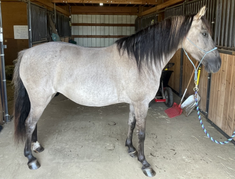 HorseID: 2299941 Appagata - PhotoID: 1084253