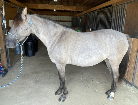 HorseID: 2299941 Appagata - PhotoID: 1084254