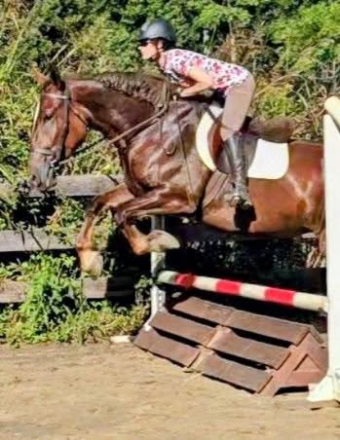 HorseID: 2299999 Maple - PhotoID: 1081363