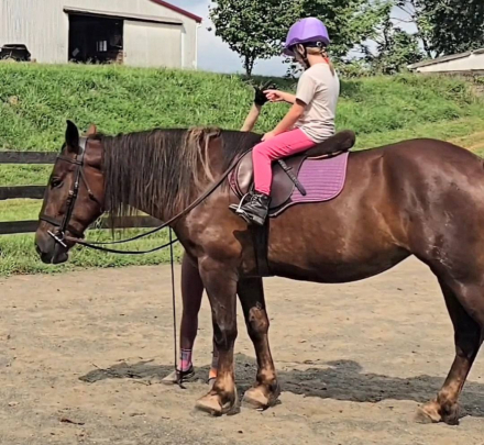 HorseID: 2299999 Maple - PhotoID: 1083463