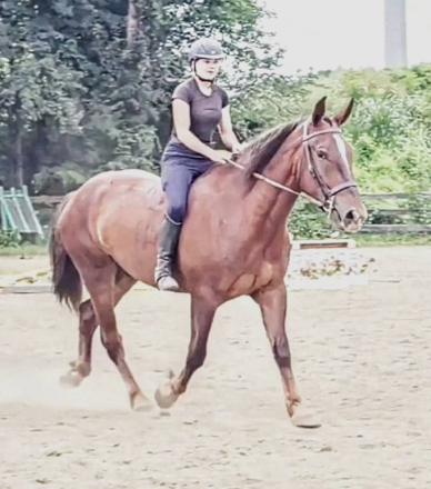 HorseID: 2299999 Maple - PhotoID: 1083464