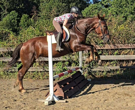 HorseID: 2299999 Maple - PhotoID: 1083465