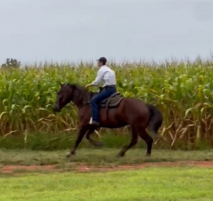 HorseID: 2299999 Maple - PhotoID: 1083466