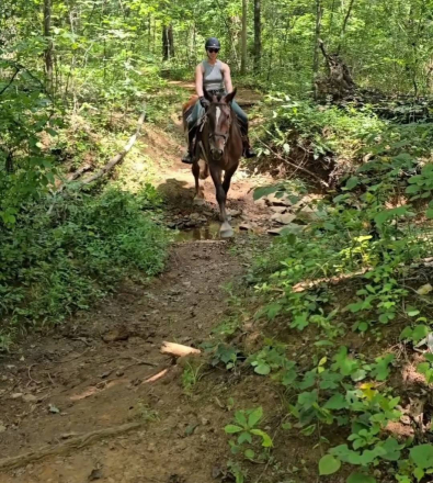 HorseID: 2299999 Maple - PhotoID: 1083467