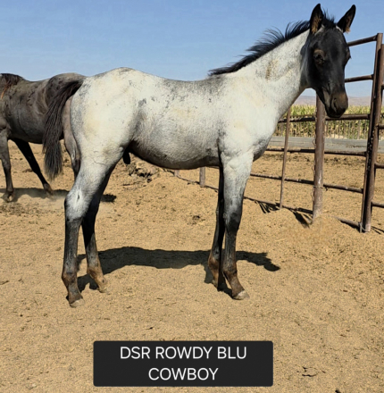 HorseID: 2300058 DSR ROWDY BLU COWBOY - PhotoID: 1081472