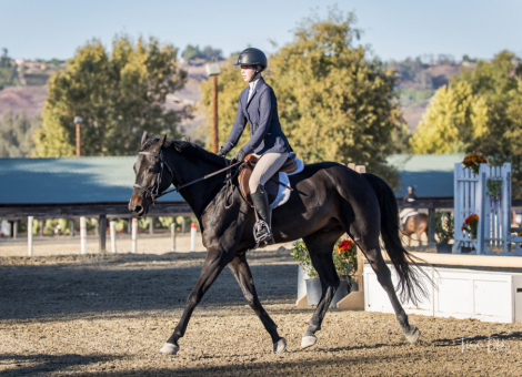 HorseID: 2300292 Monarch PF - PhotoID: 1085274