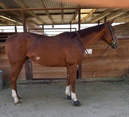 HorseID: 2300294 Nyce Going - PhotoID: 1085275