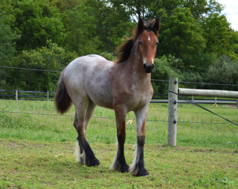 HorseID: 2300312 CHESTNUT OAK'S SHAMROCK - PhotoID: 1084760