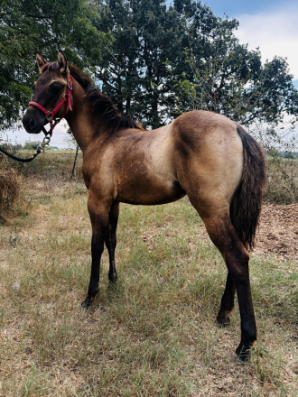 HorseID: 2300402 RJP MAGNETICMETALLIC - PhotoID: 1081881