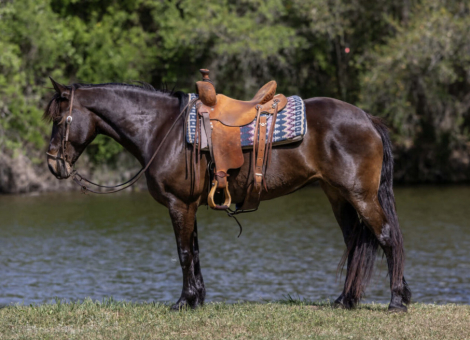 HorseID: 2300564 JELLY BEANS - PhotoID: 1099058
