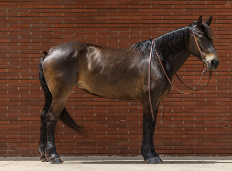 HorseID: 2300564 JELLY BEANS - PhotoID: 1099059
