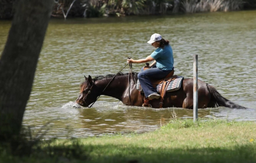 HorseID: 2300564 JELLY BEANS - PhotoID: 1099061