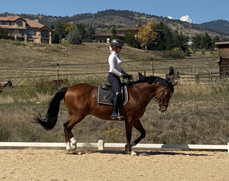 HorseID: 2300601 S-Indiana Jones - PhotoID: 1085255