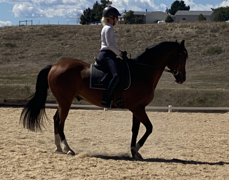 HorseID: 2300601 S-Indiana Jones - PhotoID: 1085256