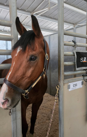 HorseID: 2300601 S-Indiana Jones - PhotoID: 1085257