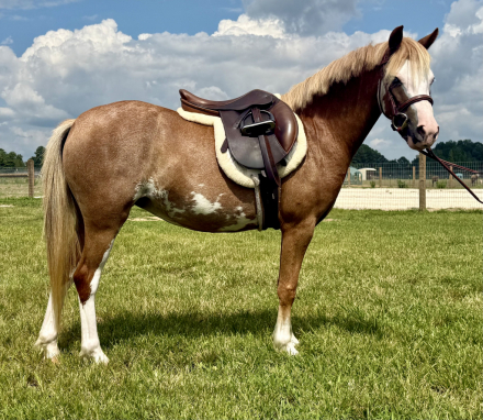 HorseID: 2300606 Blugrass Dream Big - PhotoID: 1082196