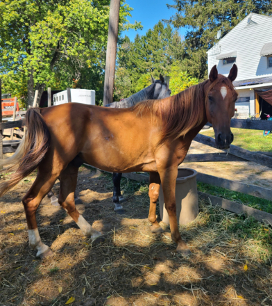 HorseID: 2300676 I'M LITTLE JOHN - PhotoID: 1082303