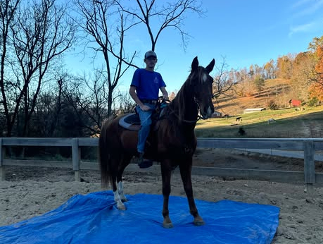 HorseID: 2300676 I'M LITTLE JOHN - PhotoID: 1084406