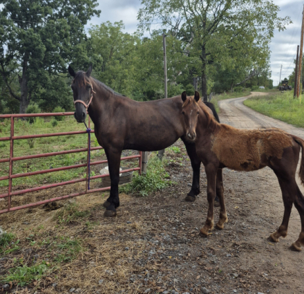 HorseID: 2300726 Midnight - PhotoID: 1082376