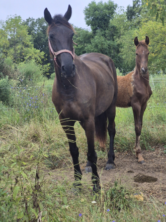 HorseID: 2300726 Midnight - PhotoID: 1082377