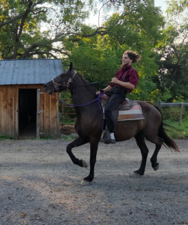 HorseID: 2300726 Midnight - PhotoID: 1082378