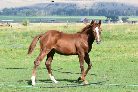 HorseID: 2300760 MPAlreyzHavCowsRound - PhotoID: 1082408