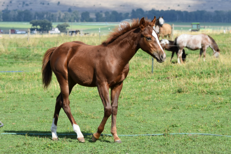 HorseID: 2300760 MPAlreyzHavCowsRound - PhotoID: 1082409