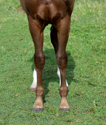 HorseID: 2300760 MPAlreyzHavCowsRound - PhotoID: 1082410