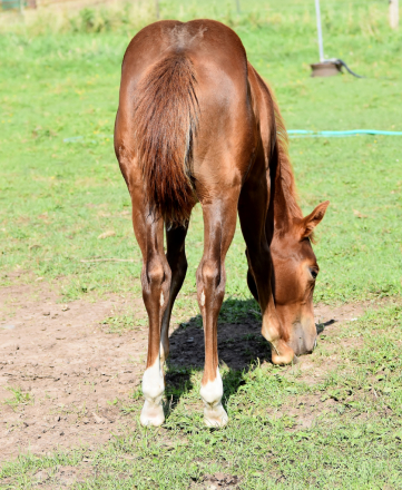 HorseID: 2300760 MPAlreyzHavCowsRound - PhotoID: 1082411