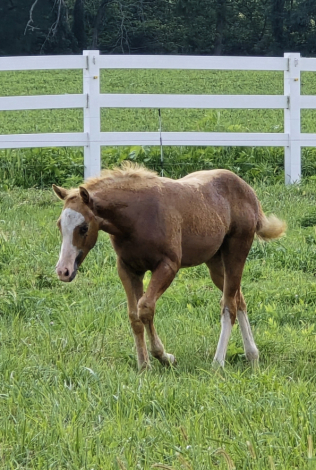 HorseID: 2300783 Gun Runnin Tycoon - PhotoID: 1084388