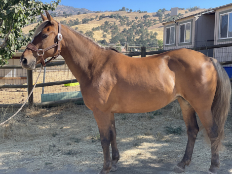 HorseID: 2300843 Faith - PhotoID: 1083984