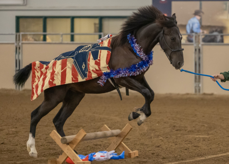 HorseID: 2300869 Jaggs - PhotoID: 1082647