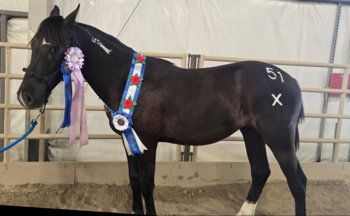 HorseID: 2300869 Jaggs - PhotoID: 1082648