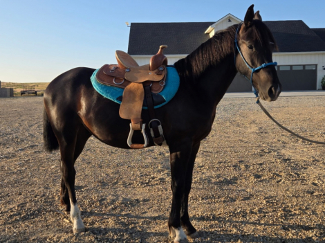 HorseID: 2300869 Jaggs - PhotoID: 1082649