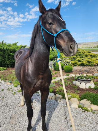 HorseID: 2300869 Jaggs - PhotoID: 1082650