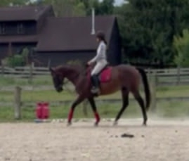 HorseID: 2301013 Undetectable - PhotoID: 1084705