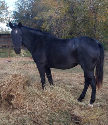 HorseID: 2301113 Beauty - PhotoID: 1084145