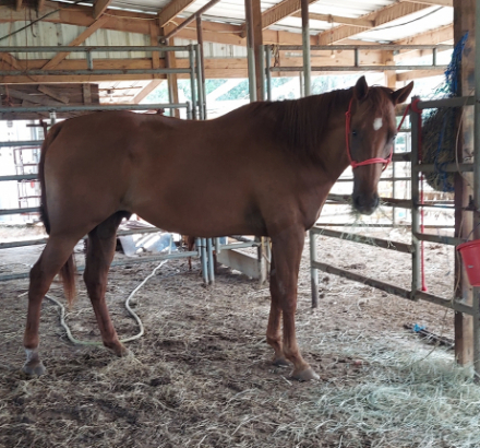 HorseID: 2301119 Scooby-Doo - PhotoID: 1084144