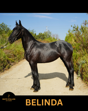 HorseID: 2301134 Belinda BG - PhotoID: 1084876